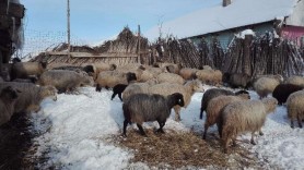 Lovitură dură pentru agricultori: Unii nu au cu ce hrăni animalele